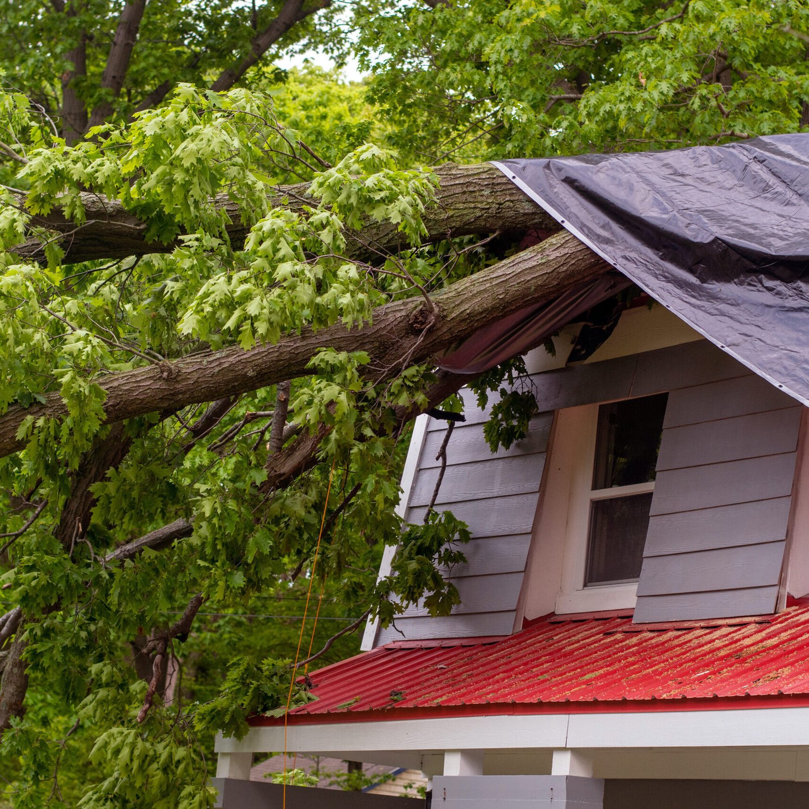 A heavy tree falls down on a roof top during a storm, but a tarp covers the damage until the rain stops and the roof is fixed